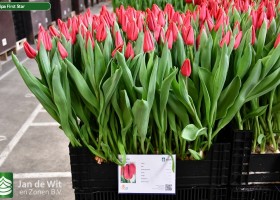 Tulipa First Star (1)